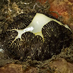 Monetaria moneta